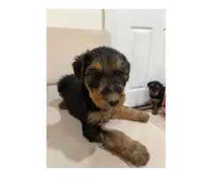 3 Airedale Terrier puppies for sale - 4
