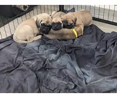 English Mastiff puppies - 4 girls and 3 boys