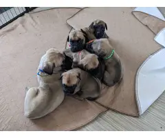 English Mastiff puppies - 4 girls and 3 boys - 2