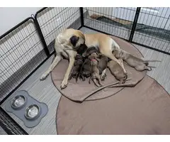 English Mastiff puppies - 4 girls and 3 boys - 3