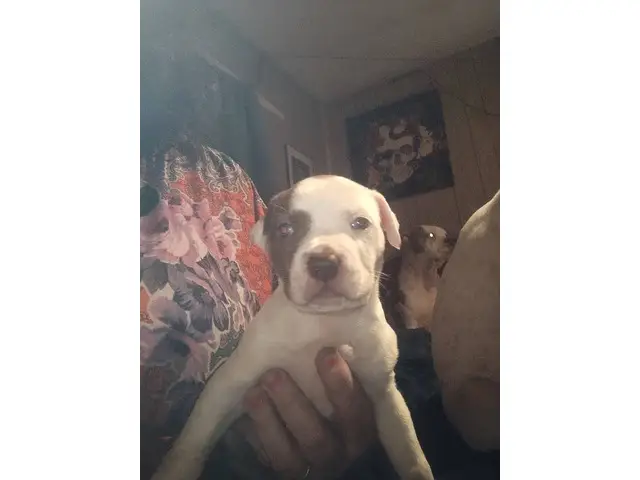 4 red nose pitbull puppies - 1/4
