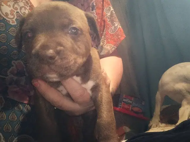 4 red nose pitbull puppies - 3/4