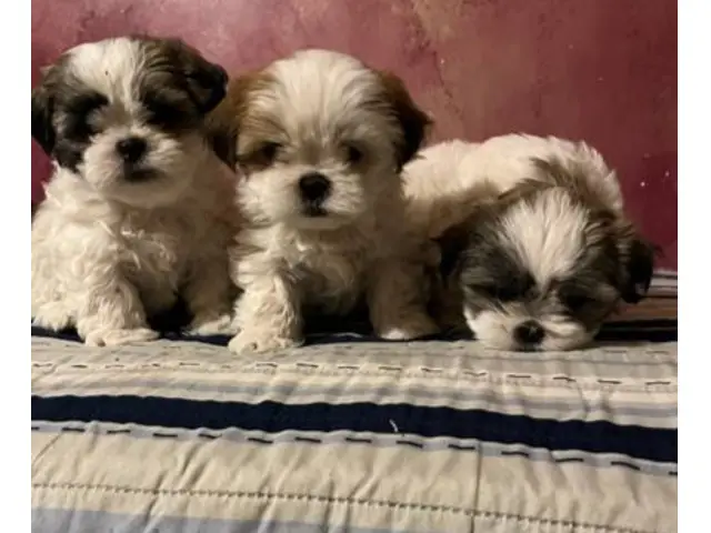 8 weeks Adorable Shih Tzu puppies - 3/5