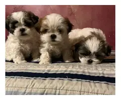 8 weeks Adorable Shih Tzu puppies - 3