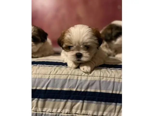 8 weeks Adorable Shih Tzu puppies - 4/5