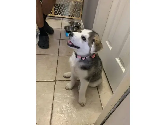 Husky/Lab mix puppy for adoption - 1/3
