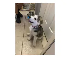 Husky/Lab mix puppy for adoption - 1