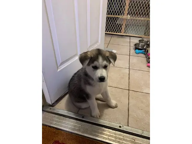 Husky/Lab mix puppy for adoption - 2/3