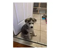 Husky/Lab mix puppy for adoption - 2