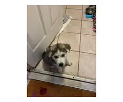 Husky/Lab mix puppy for adoption - 3