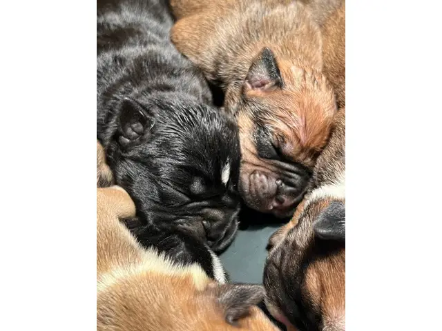 Olde English Bulldogge puppies for sale - 1/13