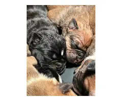 Olde English Bulldogge puppies for sale - 1