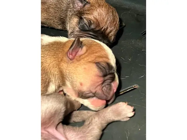 Olde English Bulldogge puppies for sale - 2/13