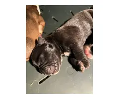 Olde English Bulldogge puppies for sale - 4