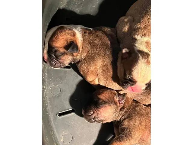 Olde English Bulldogge puppies for sale - 6/13