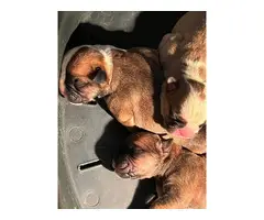 Olde English Bulldogge puppies for sale - 6