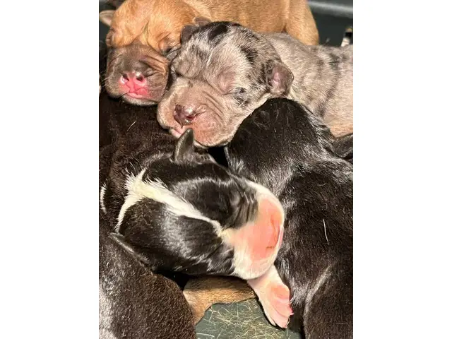 Olde English Bulldogge puppies for sale - 8/13