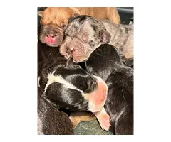 Olde English Bulldogge puppies for sale - 8