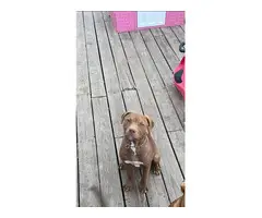 5 months old Full blooded American Pitbull puppies - 2
