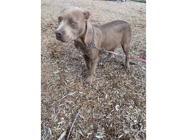 5 months old Full blooded American Pitbull puppies - 3/4