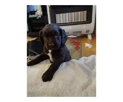 5 Beautiful Spaniel Puppies for Sale - 3