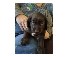 5 Beautiful Spaniel Puppies for Sale - 4