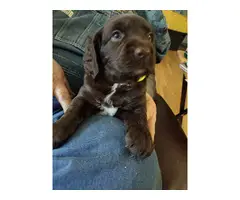 5 Beautiful Spaniel Puppies for Sale - 5