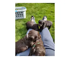 5 Beautiful Spaniel Puppies for Sale - 6