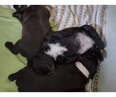 5 Beautiful Spaniel Puppies for Sale - 7