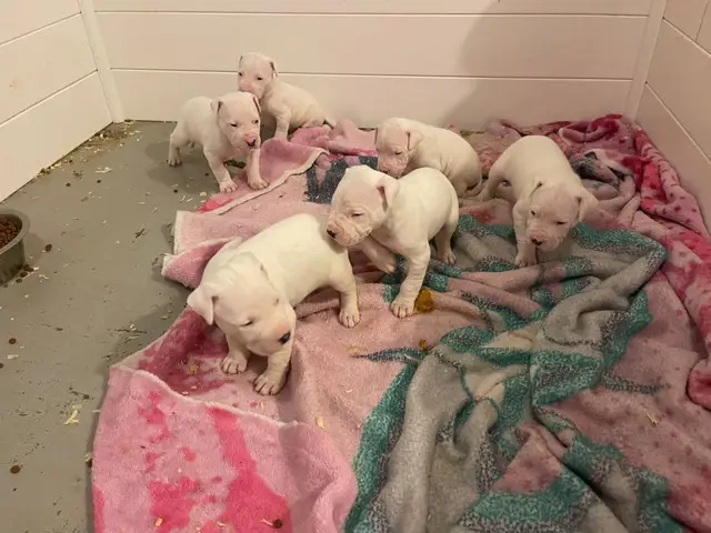 6 Dogo Argentino puppies for adoption - 1/3