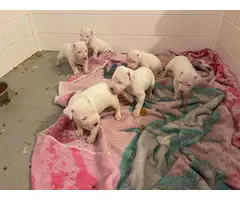 6 Dogo Argentino puppies for adoption - 1