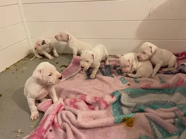 6 Dogo Argentino puppies for adoption - 2/3