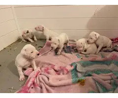 6 Dogo Argentino puppies for adoption - 2