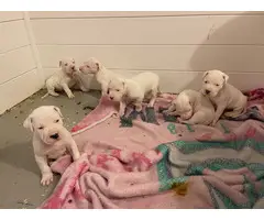 6 Dogo Argentino puppies for adoption - 3
