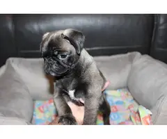 Purebred Pug Puppies for Sale