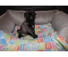 Purebred Pug Puppies for Sale - 2