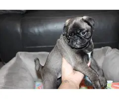 Purebred Pug Puppies for Sale - 3