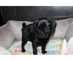 Purebred Pug Puppies for Sale - 4