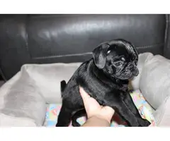 Purebred Pug Puppies for Sale - 5