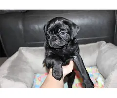 Purebred Pug Puppies for Sale - 6