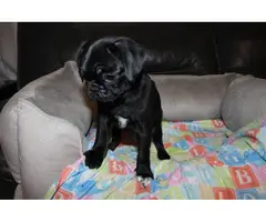 Purebred Pug Puppies for Sale - 7