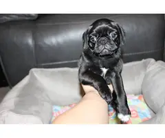 Purebred Pug Puppies for Sale - 8
