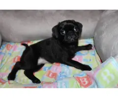 Purebred Pug Puppies for Sale - 9