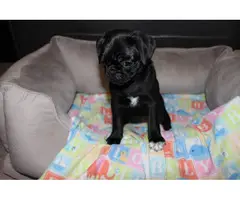 Purebred Pug Puppies for Sale - 10