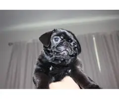 Purebred Pug Puppies for Sale - 11