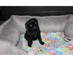 Purebred Pug Puppies for Sale - 12