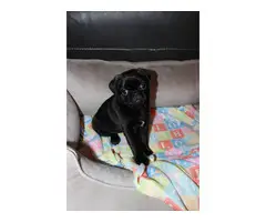 Purebred Pug Puppies for Sale - 13