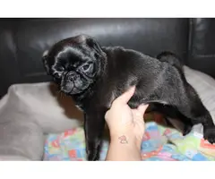 Purebred Pug Puppies for Sale - 14
