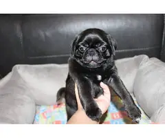 Purebred Pug Puppies for Sale - 15