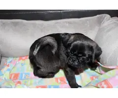 Purebred Pug Puppies for Sale - 16